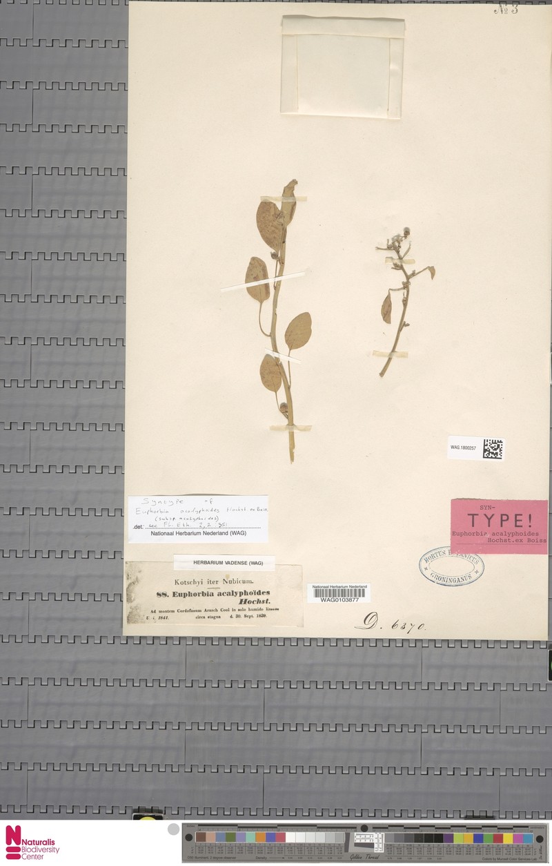 Euphorbia acalyphoides subsp. acalyphoides photo 8