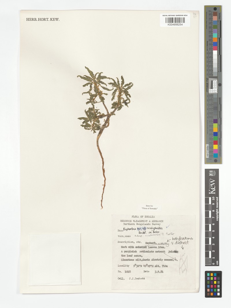 Euphorbia acalyphoides subsp. cicatricosa photo 3