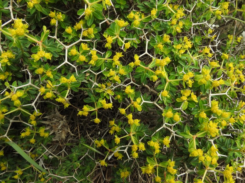 Euphorbia acanthothamnos