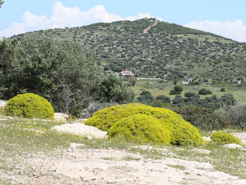 Euphorbia acanthothamnos photo 2