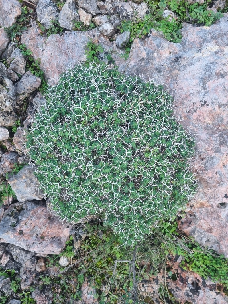Euphorbia acanthothamnos photo 3