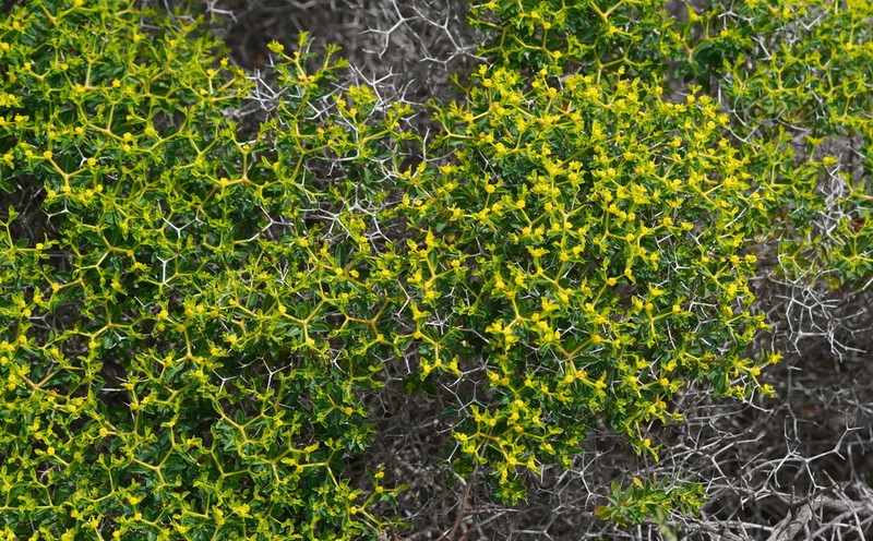 Euphorbia acanthothamnos photo 6