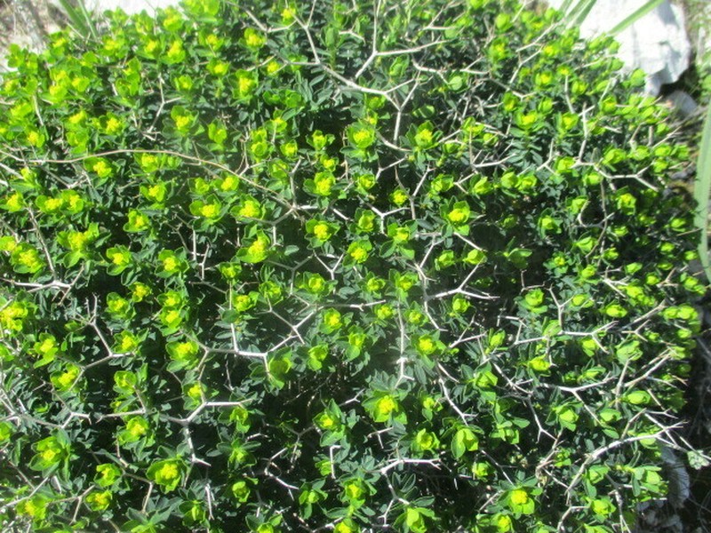 Euphorbia acanthothamnos photo 7
