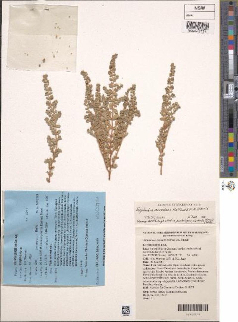 Euphorbia accedens