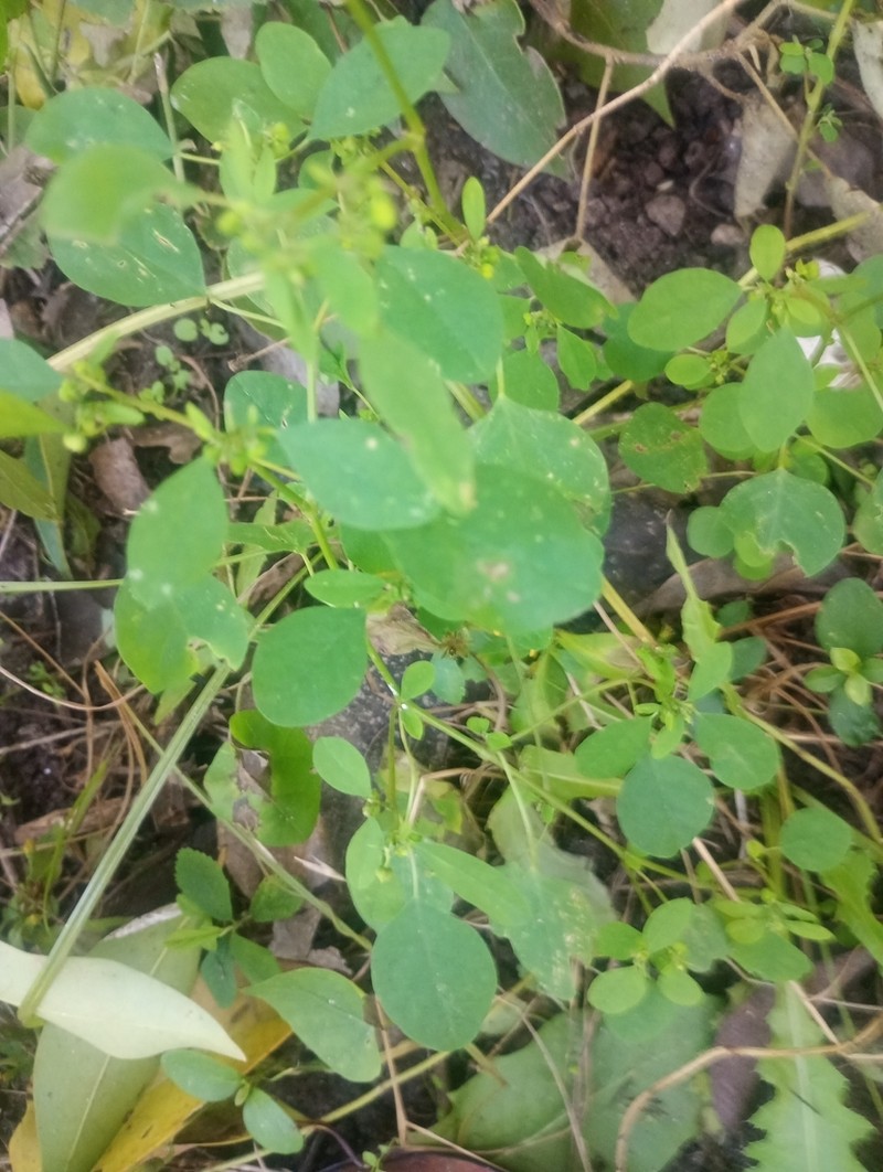 Euphorbia acerensis