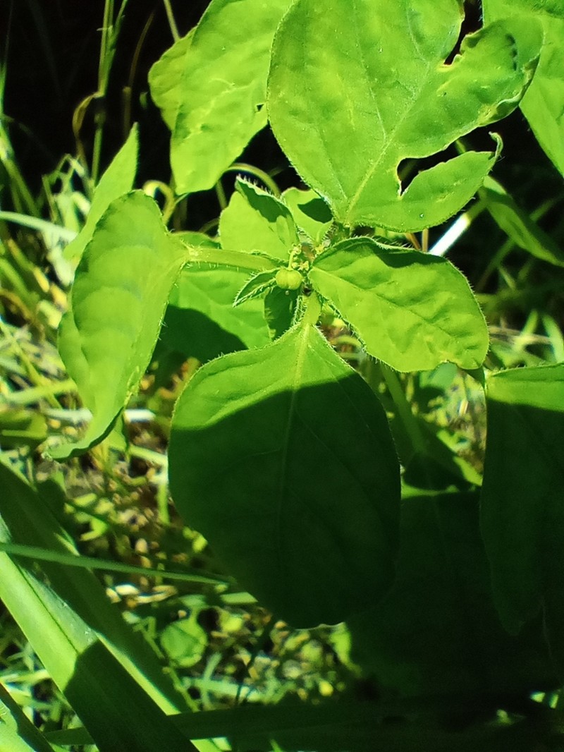 Euphorbia acerensis photo 2