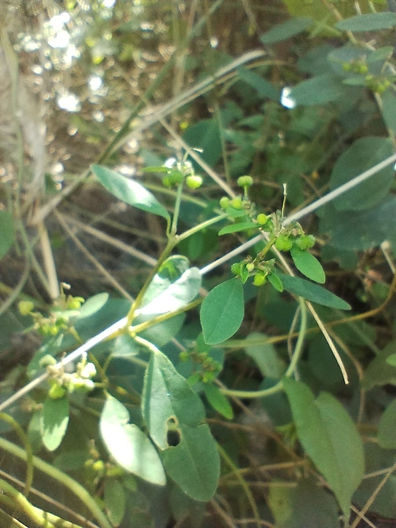 Euphorbia acerensis photo 3