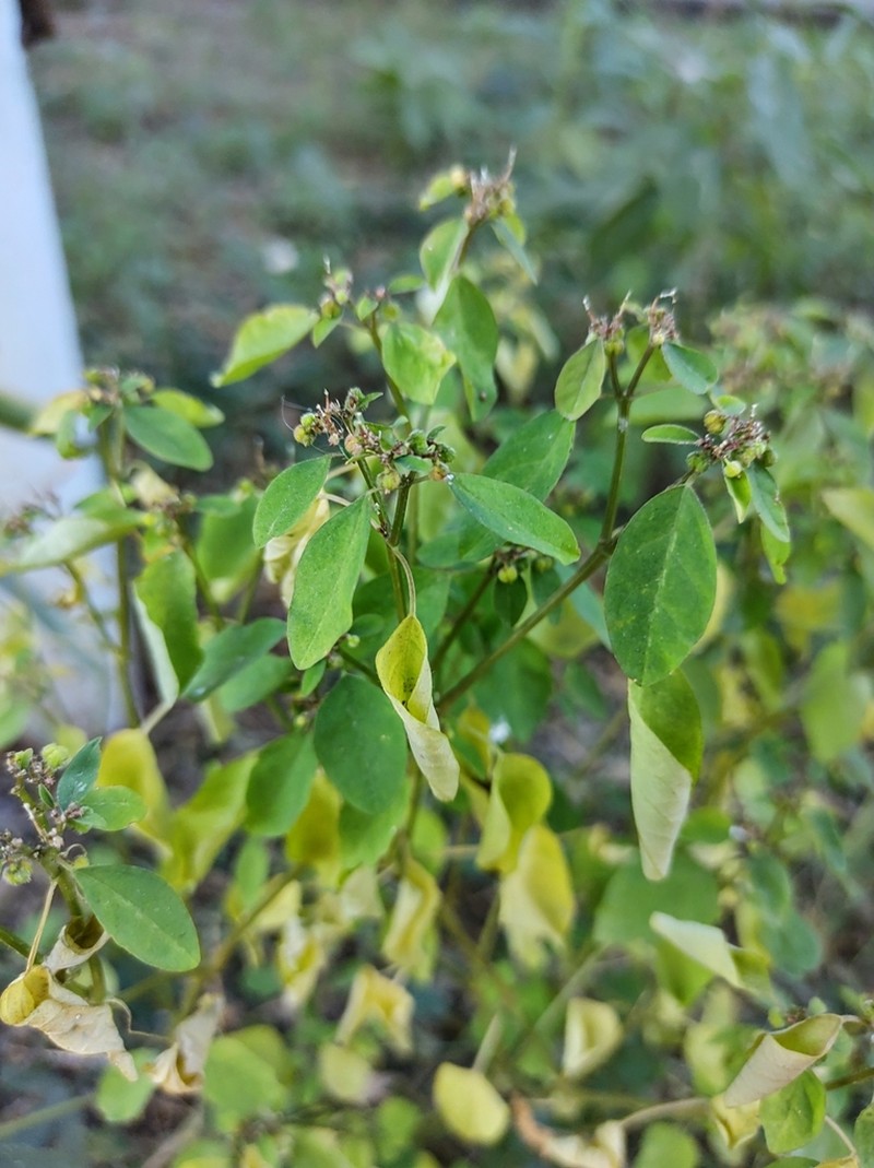 Euphorbia acerensis photo 4