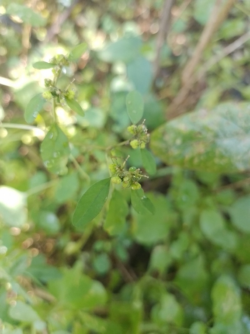 Euphorbia acerensis photo 8