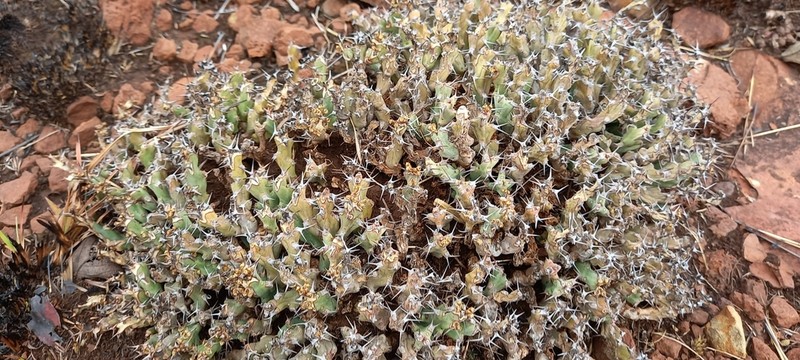 Euphorbia acervata