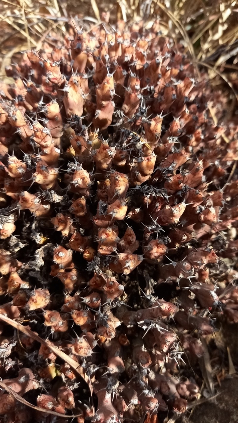 Euphorbia acervata photo 2