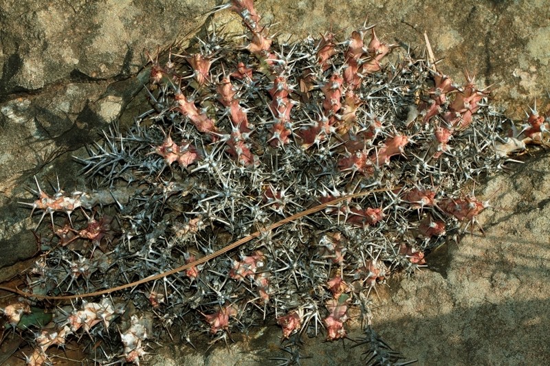 Euphorbia acervata photo 3