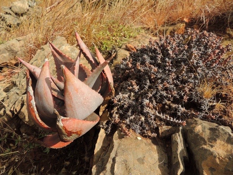 Euphorbia acervata photo 5