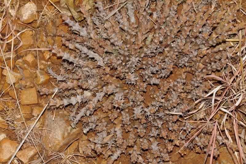 Euphorbia acervata photo 6