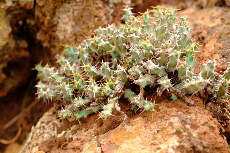 Euphorbia acervata photo 7