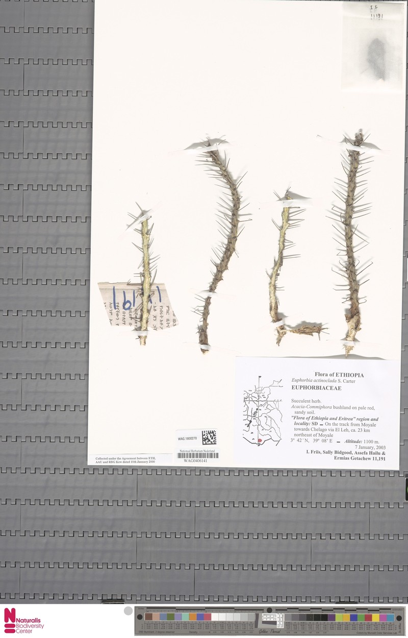 Euphorbia actinoclada
