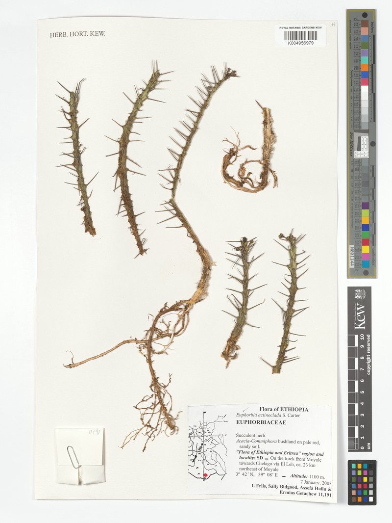 Euphorbia actinoclada photo 2