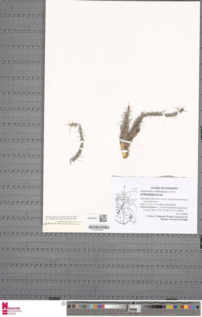 Euphorbia actinoclada photo 3
