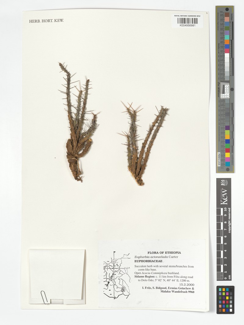 Euphorbia actinoclada photo 4