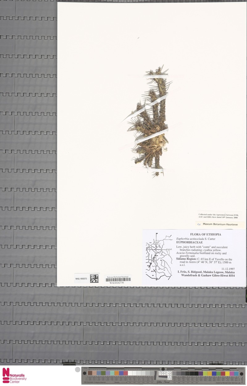 Euphorbia actinoclada photo 5