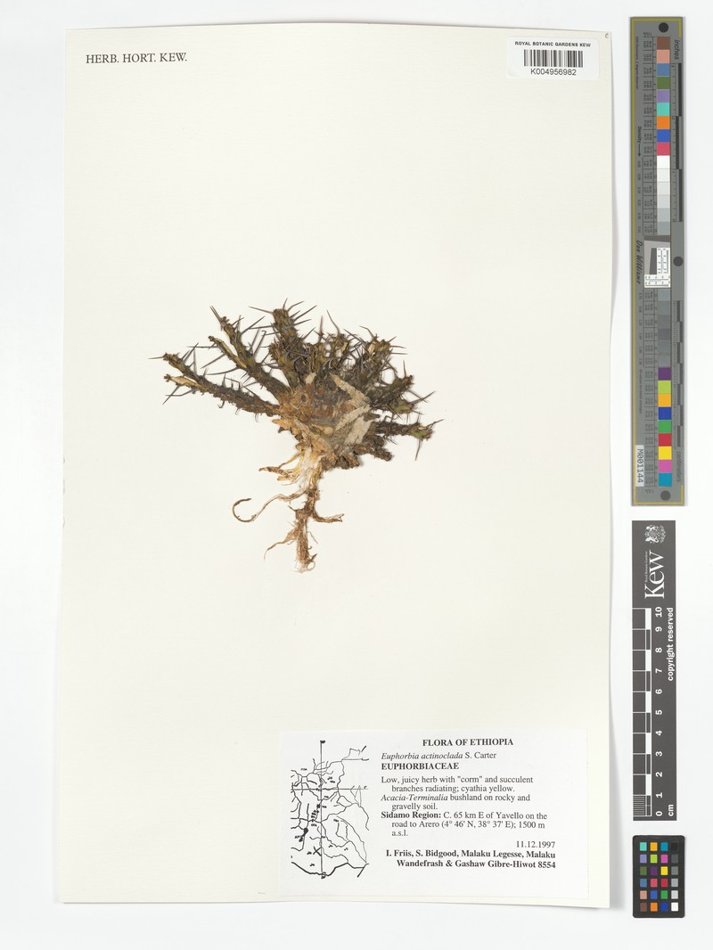 Euphorbia actinoclada photo 6
