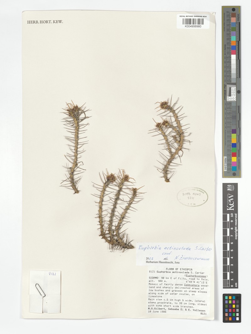 Euphorbia actinoclada photo 7