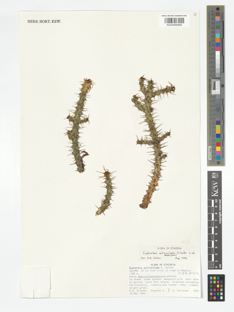 Euphorbia actinoclada photo 8