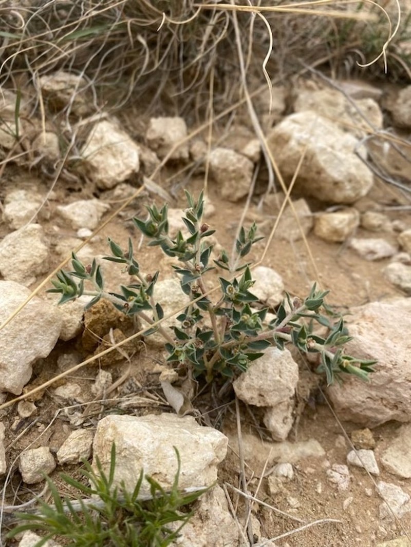 Pointed Sandmat photo 4