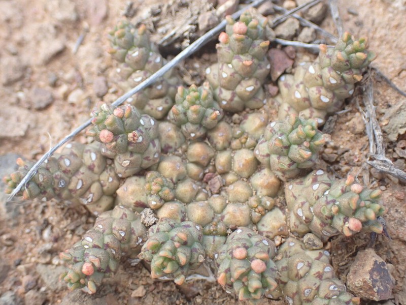Euphorbia addoensis