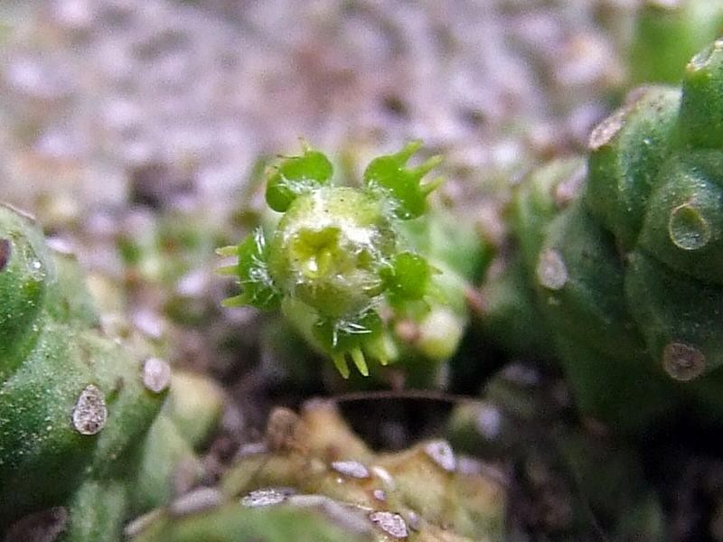 Euphorbia addoensis photo 2