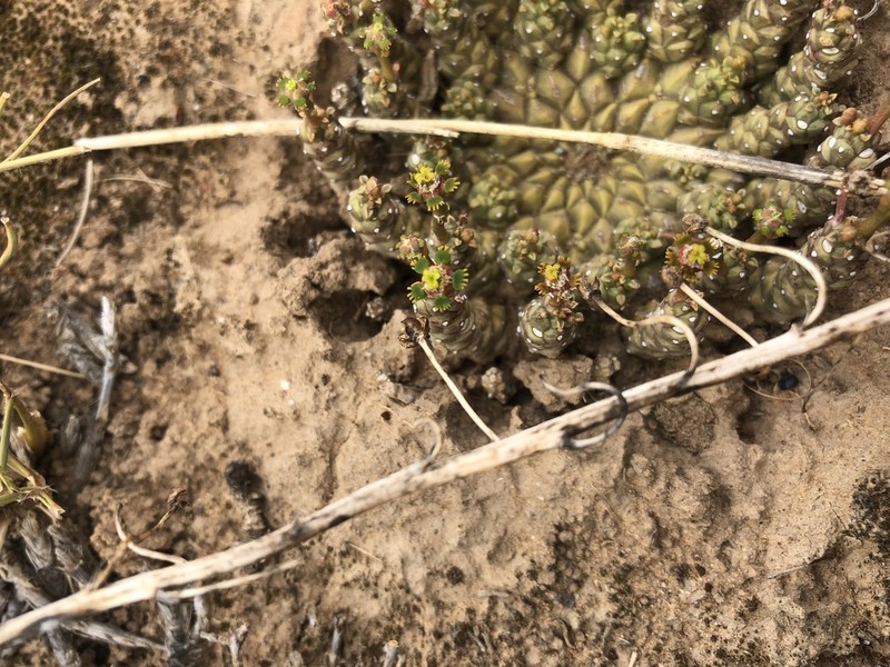 Euphorbia addoensis photo 3