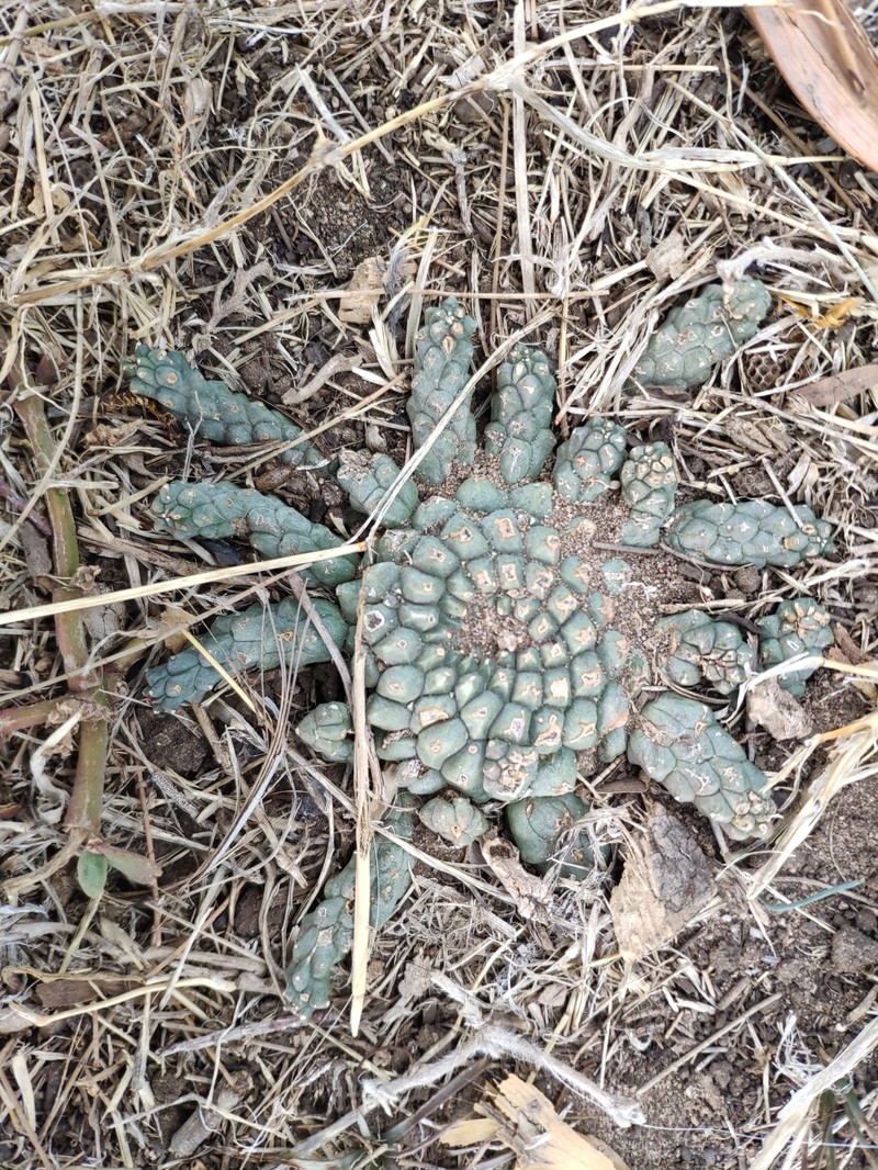 Euphorbia addoensis photo 6