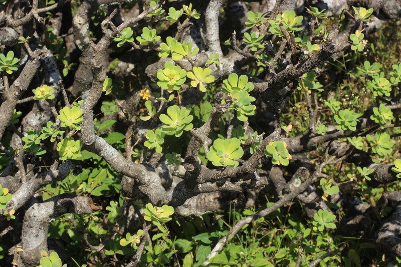Euphorbia adenensis