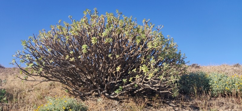 Euphorbia adenensis photo 2