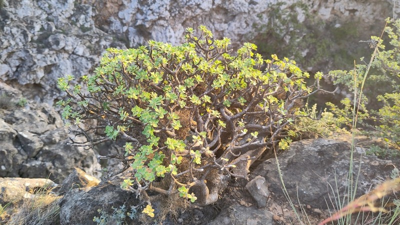 Euphorbia adenensis photo 3