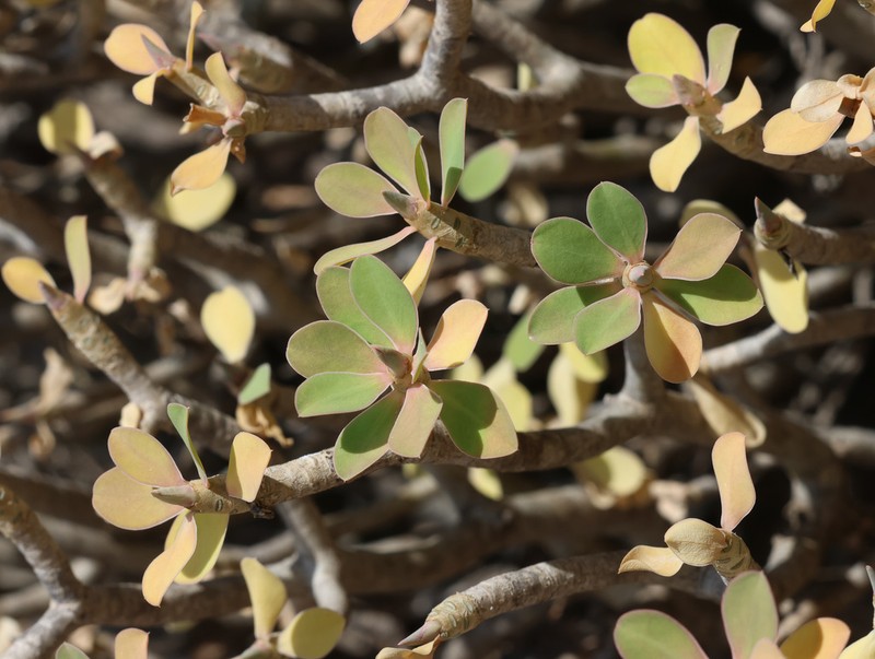 Euphorbia adenensis photo 4