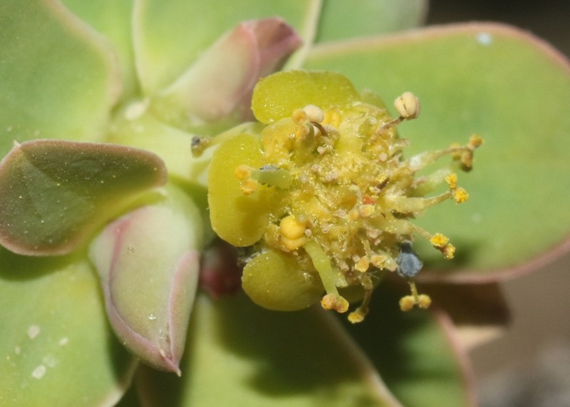 Euphorbia adenensis photo 6