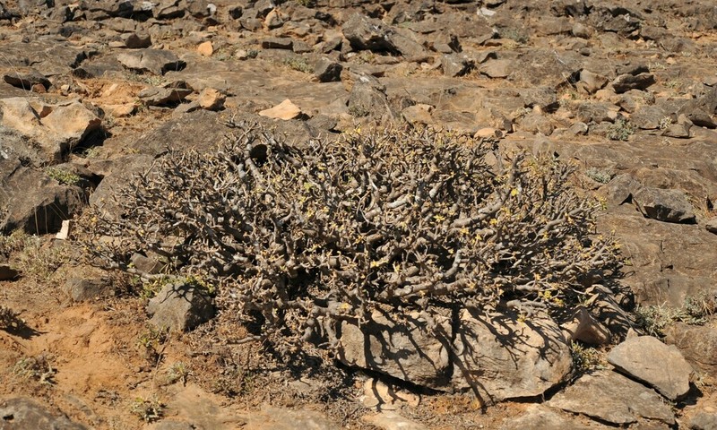 Euphorbia adenensis photo 8
