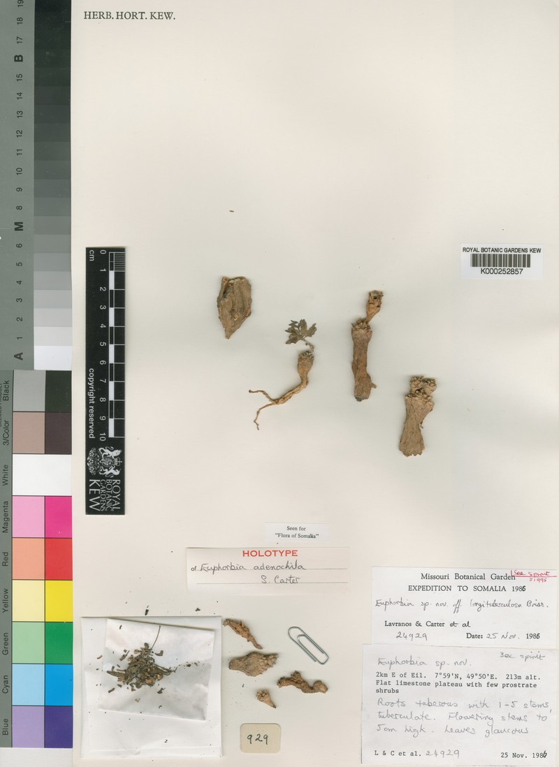Euphorbia adenochila