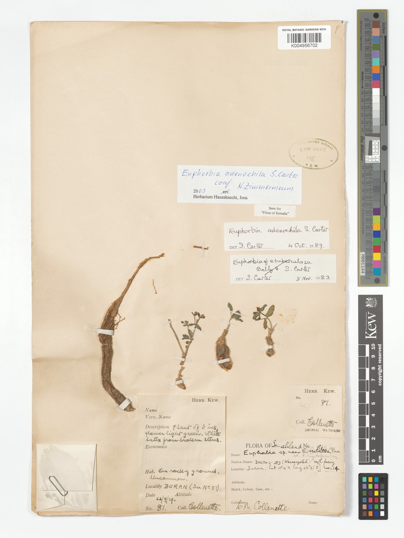 Euphorbia adenochila photo 3