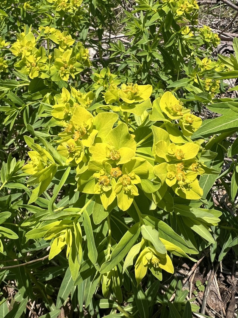 Euphorbia adenochlora