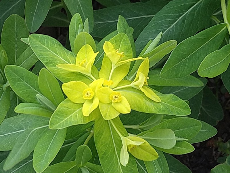 Euphorbia adenochlora photo 2