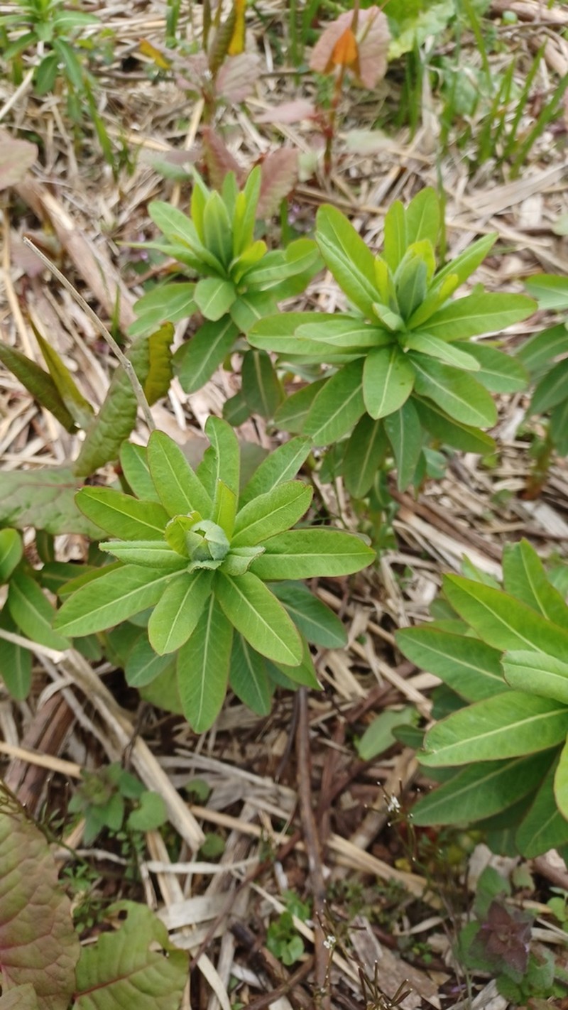 Euphorbia adenochlora photo 3