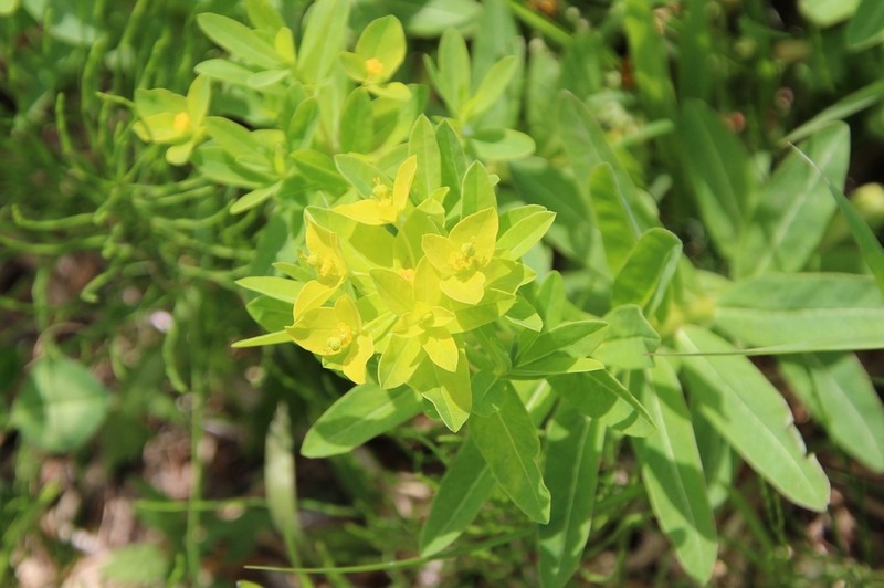 Euphorbia adenochlora photo 4