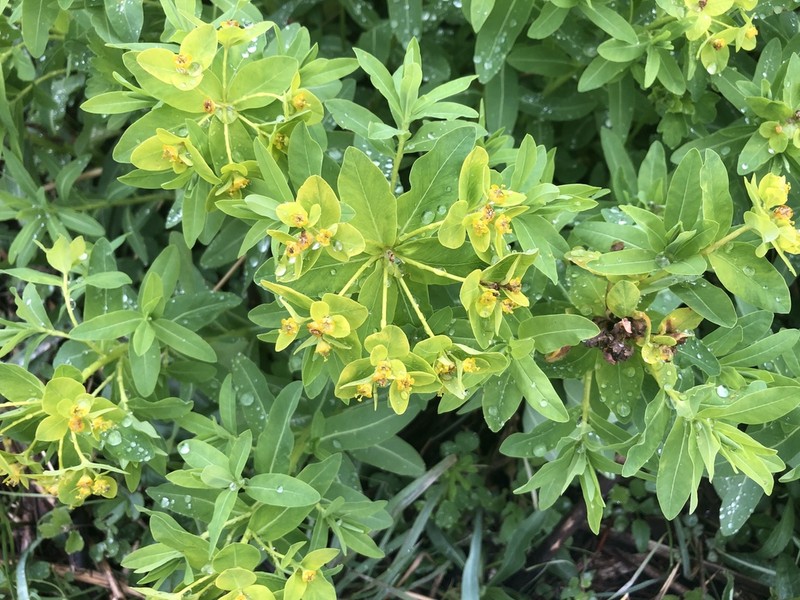 Euphorbia adenochlora photo 5