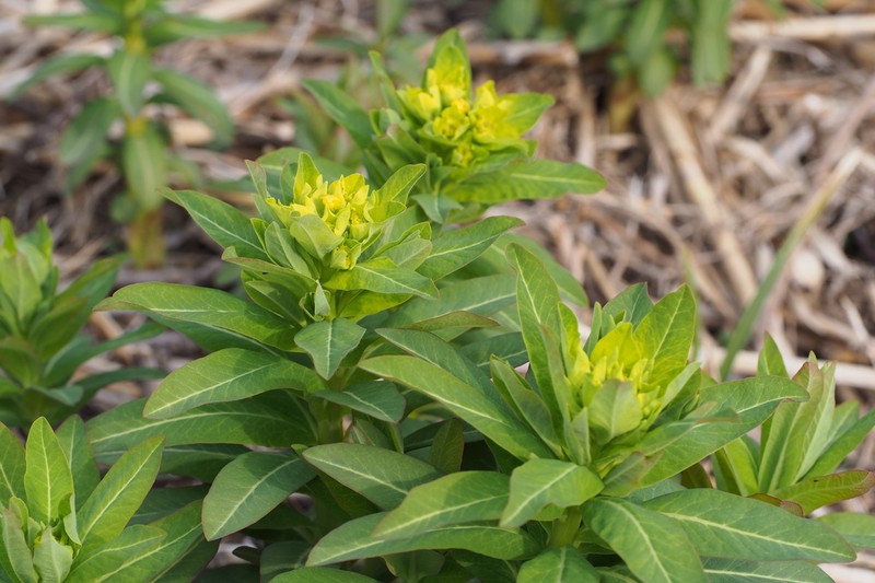 Euphorbia adenochlora photo 6