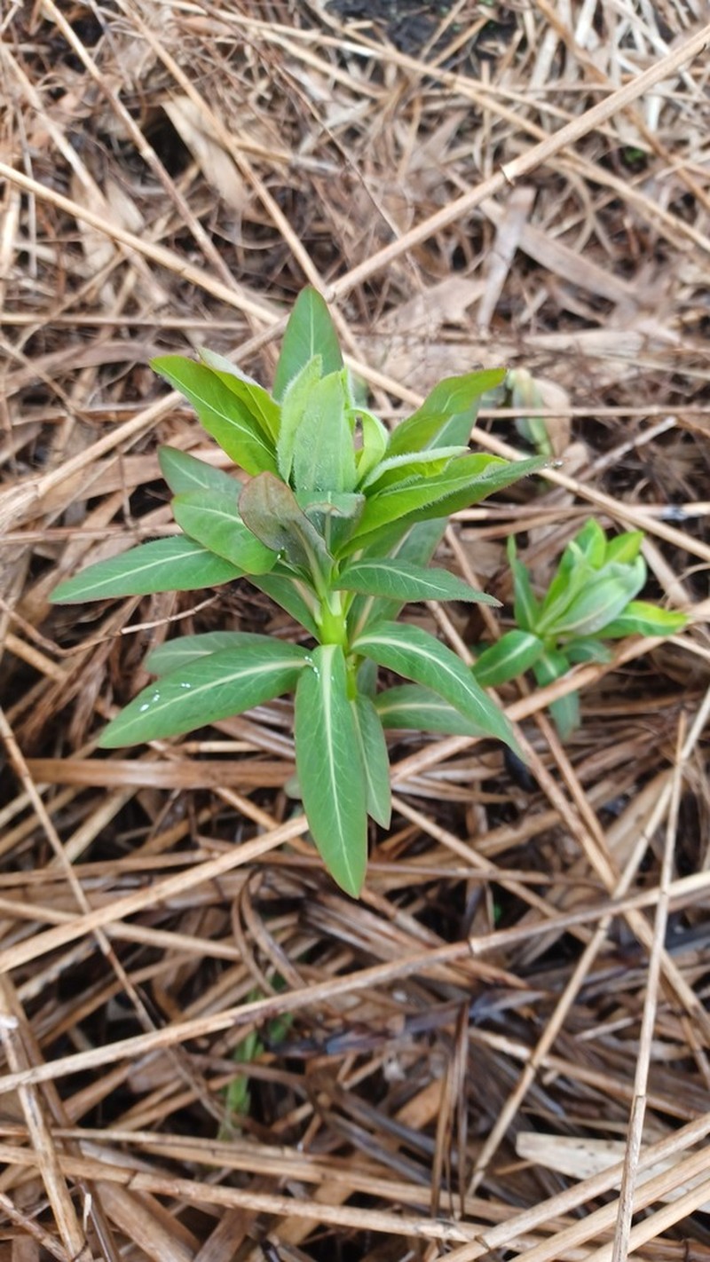 Euphorbia adenochlora photo 7