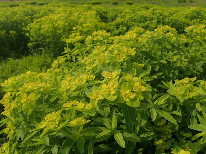 Euphorbia adenochlora photo 8