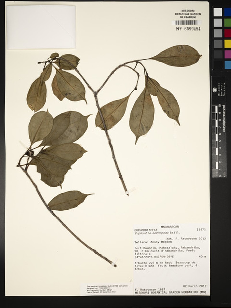 Euphorbia adenopoda