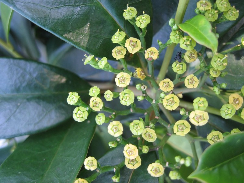 Euphorbia adenopoda photo 2